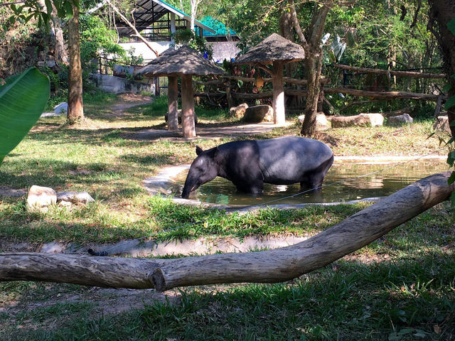 รีวิว เที่ยวสวนสัตว์เปิดเขาเขียว (ชลบุรี) 🐘