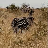 Kruger National Park: A Thrilling Safari Experience in the Heart of Africa