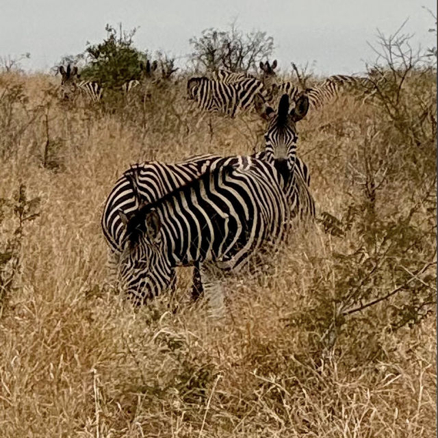 Kruger National Park: A Thrilling Safari Experience in the Heart of Africa