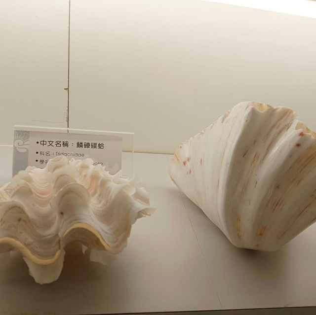 「旗津海岸公園遊客中心」貝殼博物館，增廣見聞