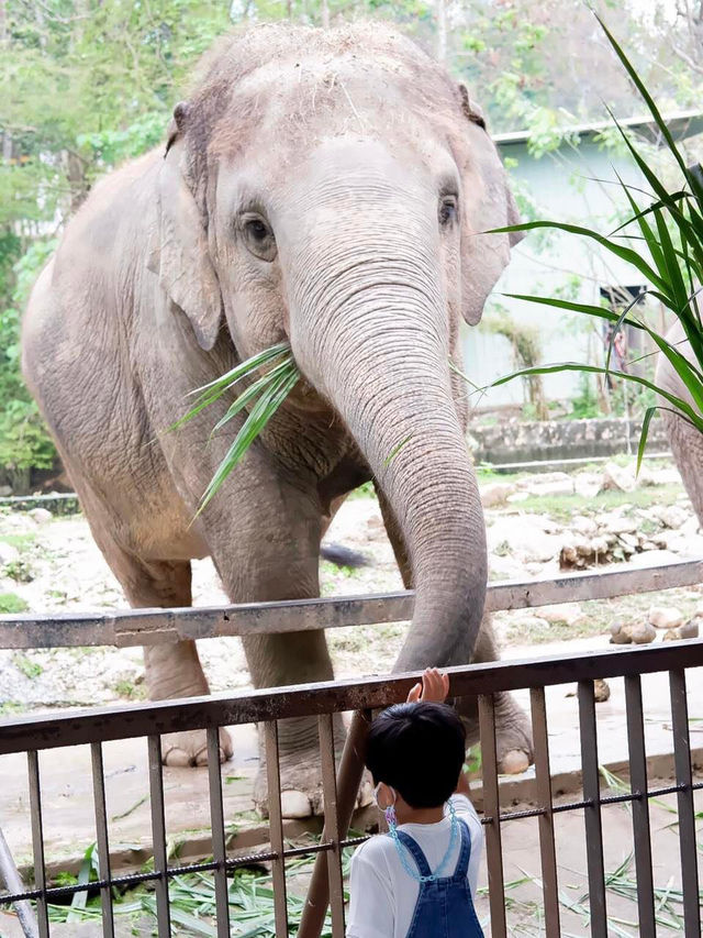สวนสัตว์เปิดเขาเขียว จ.ชลบุรี 🦒🐘🌳 