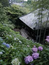 鎌倉三大賞花勝地：長谷寺的繡球花小路
