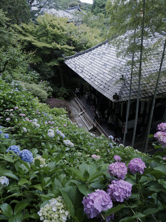 鎌倉三大賞花勝地：長谷寺的繡球花小路