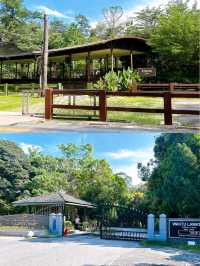 The Importance of Elephant Rescue at Elephant Sanctuary Kuala Gandah