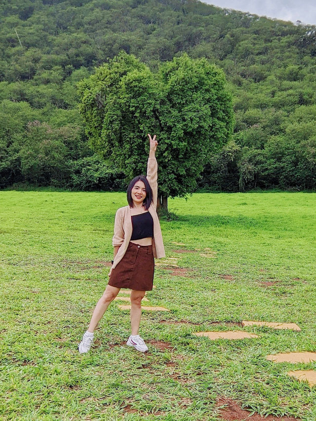 ต้นไม้รูปหัวใจ ❤️ หนึ่งเดียวในเขาใหญ่
