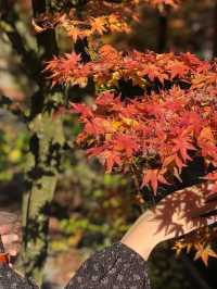 【福岡 篠栗】ドウダンツツジと紅葉がとても綺麗なスポット🍁