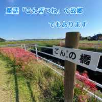 知多半島の旅　ごんの里にある矢勝川堤沿いの彼岸花