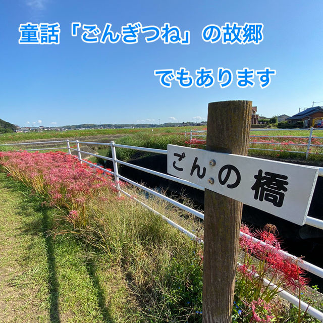 知多半島の旅　ごんの里にある矢勝川堤沿いの彼岸花
