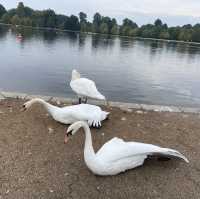 倫敦肯辛頓公園：在都市中的綠意悠遊