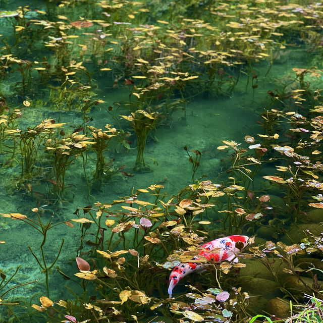 【岐阜】岐阜県関市にあるモネの池🐟