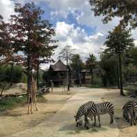 Wildlife Encounters: Safari World at Everland 🇰🇷