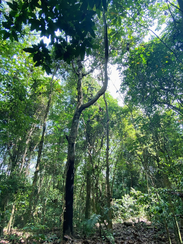 🇸🇬 Conquering the Summit: A Hike up Bukit Timah Hill in Singapore