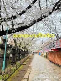 ชมซากุระบานที่เมืองโตเกียว