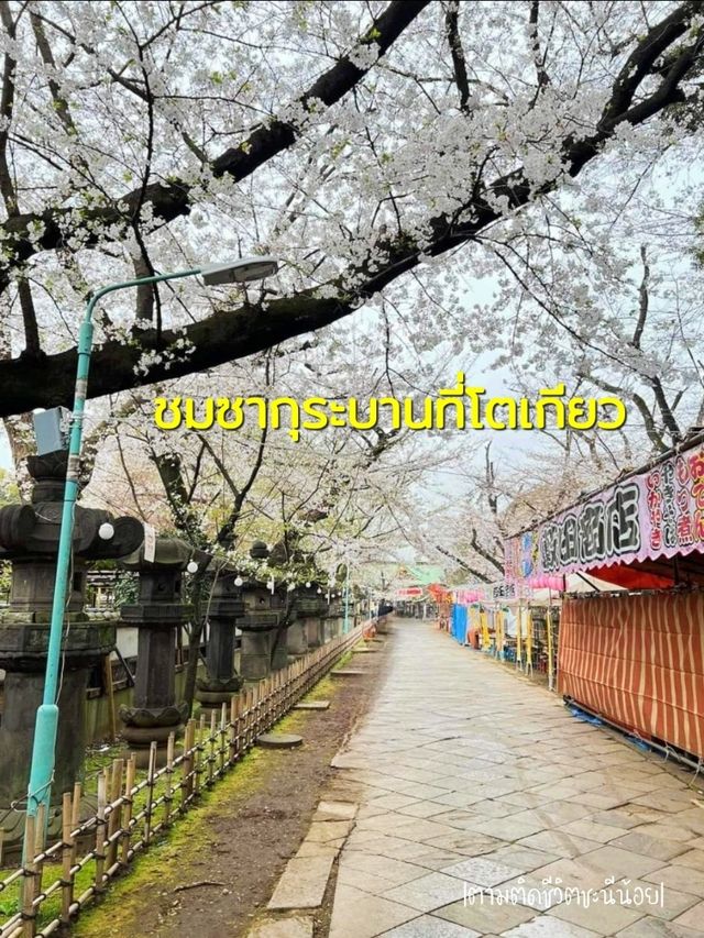 ชมซากุระบานที่เมืองโตเกียว