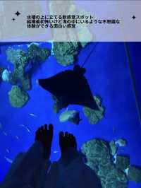 【非日常×水族館】沖縄で出会えるお魚と動物たち。DMMかりゆし水族館の魅力を伝えます🪼
