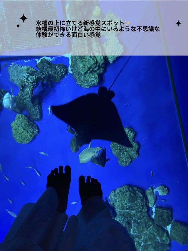 【非日常×水族館】沖縄で出会えるお魚と動物たち。DMMかりゆし水族館の魅力を伝えます🪼
