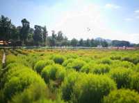 首爾近郊Nari公園 夢幻亂子草與波波草