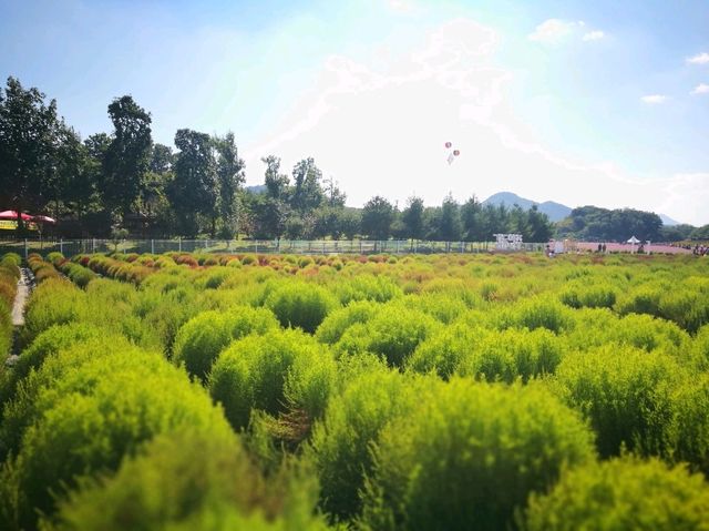 首爾近郊Nari公園 夢幻亂子草與波波草