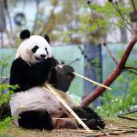 動物園系列（一）～上野動物園