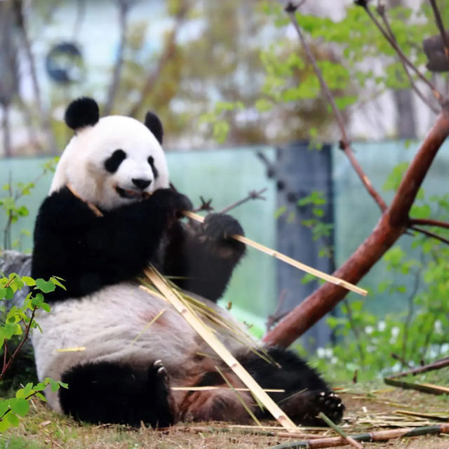 動物園系列（一）～上野動物園