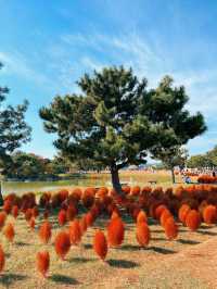 🍂福岡賞花賞銀杏必去的公園！