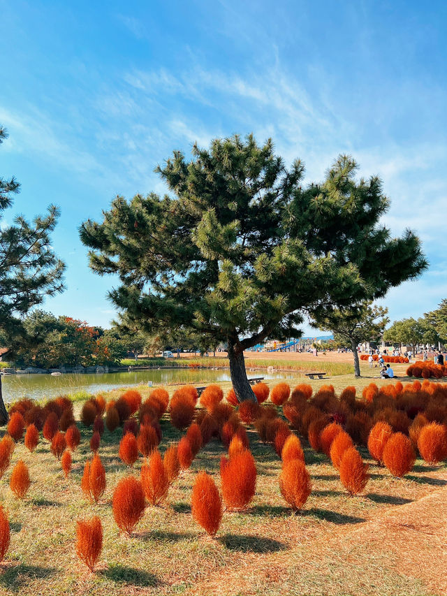 🍂福岡賞花賞銀杏必去的公園！