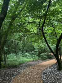เที่ยวเชจู saryeoni forest path