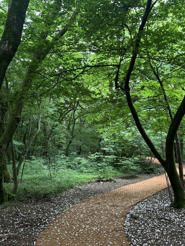เที่ยวเชจู saryeoni forest path