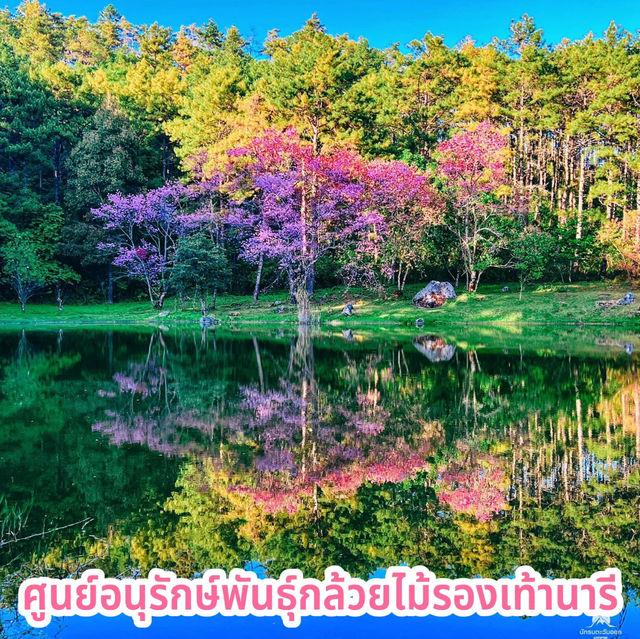 ศูนย์อนุรักษ์พันธุ์กล้วยไม้รองเท้านารี
