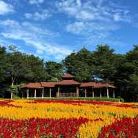 西埔公園：自然樂園 🌼🐦