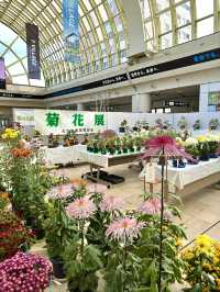 北海道　北海道観光　北広島市菊花展が素晴らしかった！