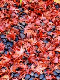 東京箱根🍁紅葉之旅🍁2天之行