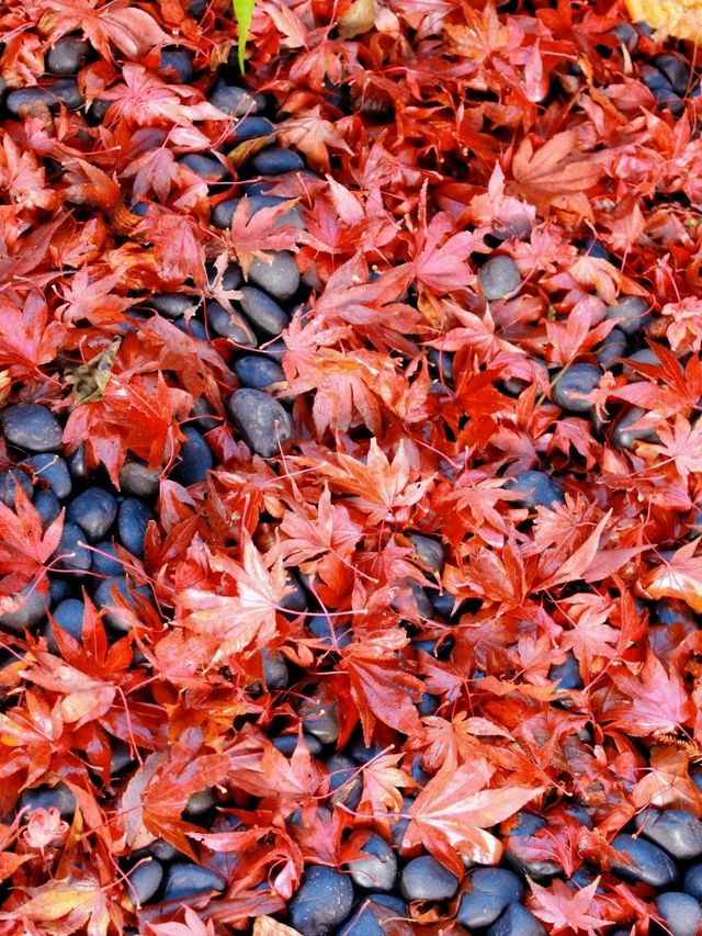 東京箱根🍁紅葉之旅🍁2天之行