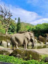 自然交響曲：台北市立動物園的奇妙漫遊