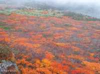 【岩手県】陸奥の紅葉絨毯の山！三ツ石山
