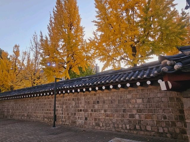 The almighty old gingko tree turns yellow at Gyeongbukgung