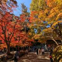 醉人的紅葉銀河，漫步千年古剎「中尊寺」