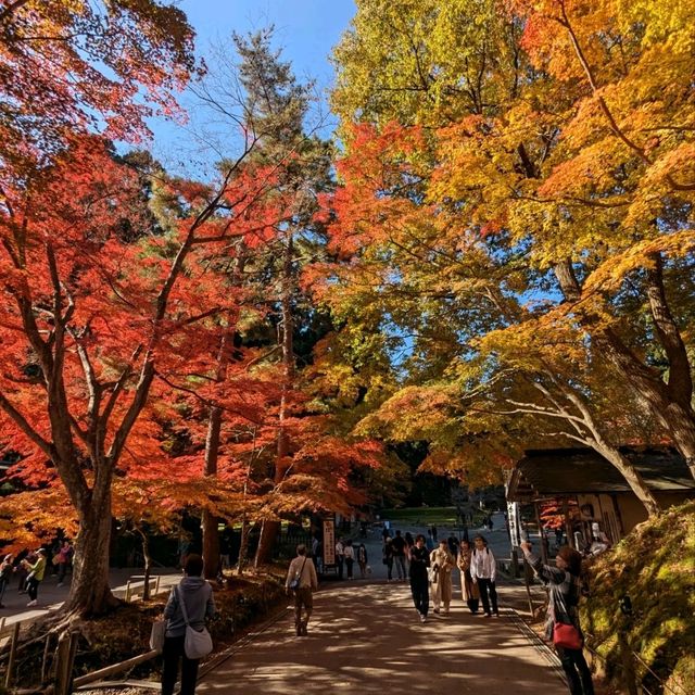 醉人的紅葉銀河，漫步千年古剎「中尊寺」