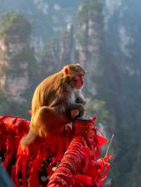 “Monkey”ing around in Zhangjiajie