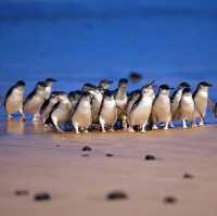 A weekend at Phillip Island: A Penguin Adventure