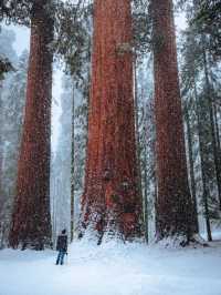 🎅🏼A day when  Christmas Came to Sequoia National Park