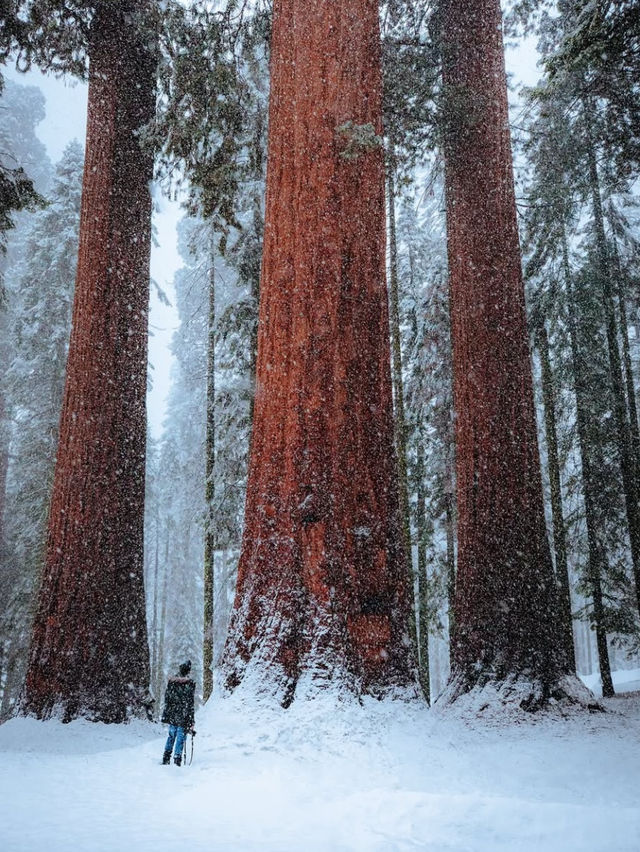 🎅🏼A day when  Christmas Came to Sequoia National Park