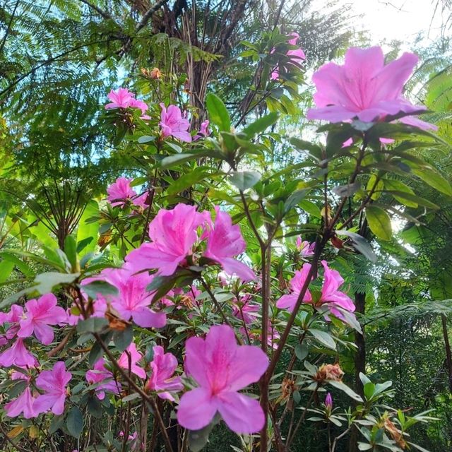 สวนหลวงสิริภูมิ เชียงใหม่
