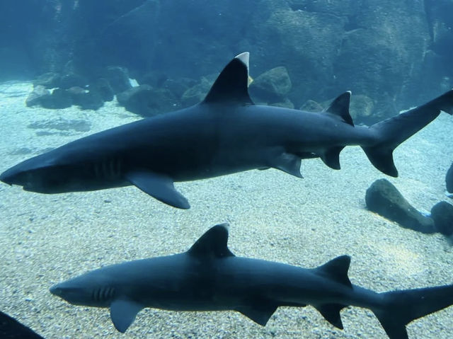 Waikiki Aquarium: Dive Into Hawaii’s Oceanic Wonders