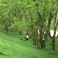 田心森林公園🪻清新療癒