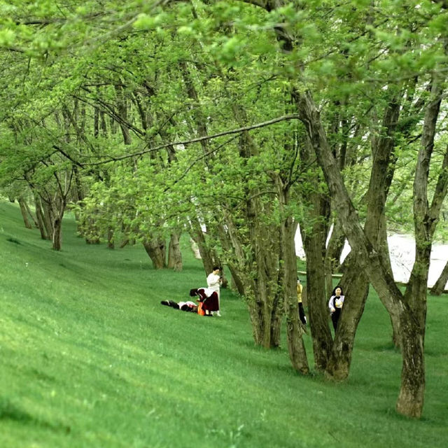 田心森林公園🪻清新療癒