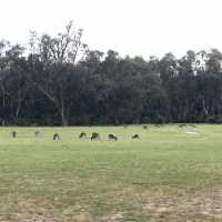 Hop Into Your Heart: Wild Kangaroo Encounter in Perth