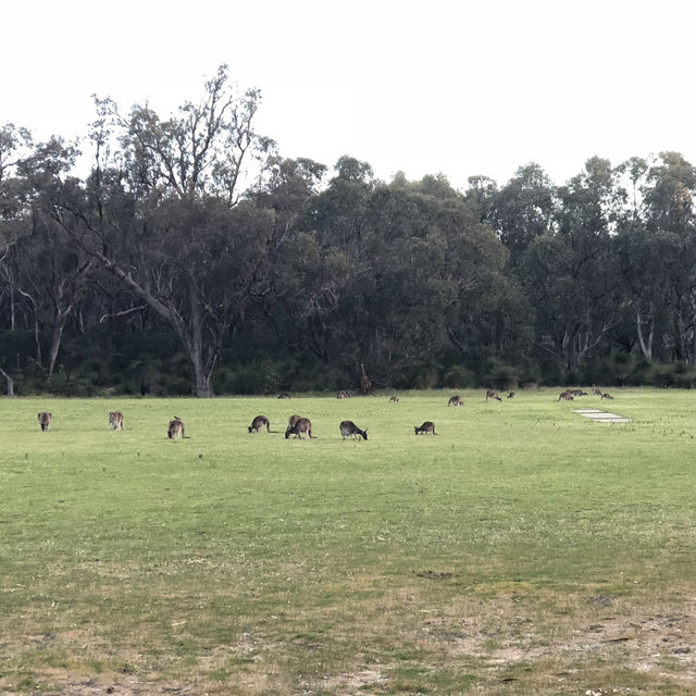 Hop Into Your Heart: Wild Kangaroo Encounter in Perth