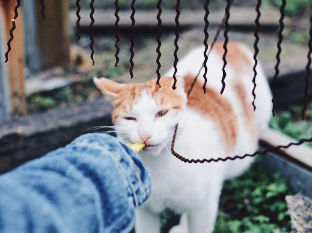 Houtong Cat Village สวรรค์ของคนรักแมว