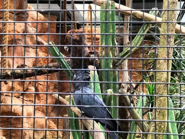 Jurong Bird Park